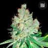 CHEESE · Bulk Seed Bank · cannabis samen · Fem