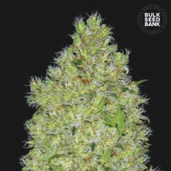 CHRONICAL · Bulk Seed Bank · cannabis samen · Fem