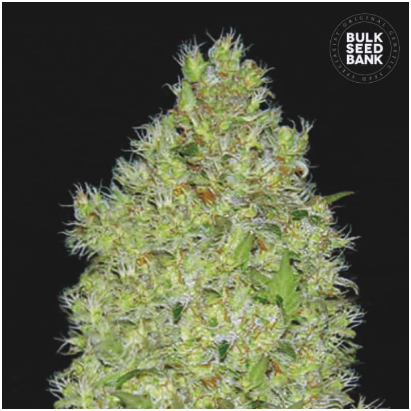 CHRONICAL · Bulk Seed Bank · cannabis samen · Fem