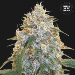 COCOPOPO · Bulk Seed Bank · graines de cannabis · Fem