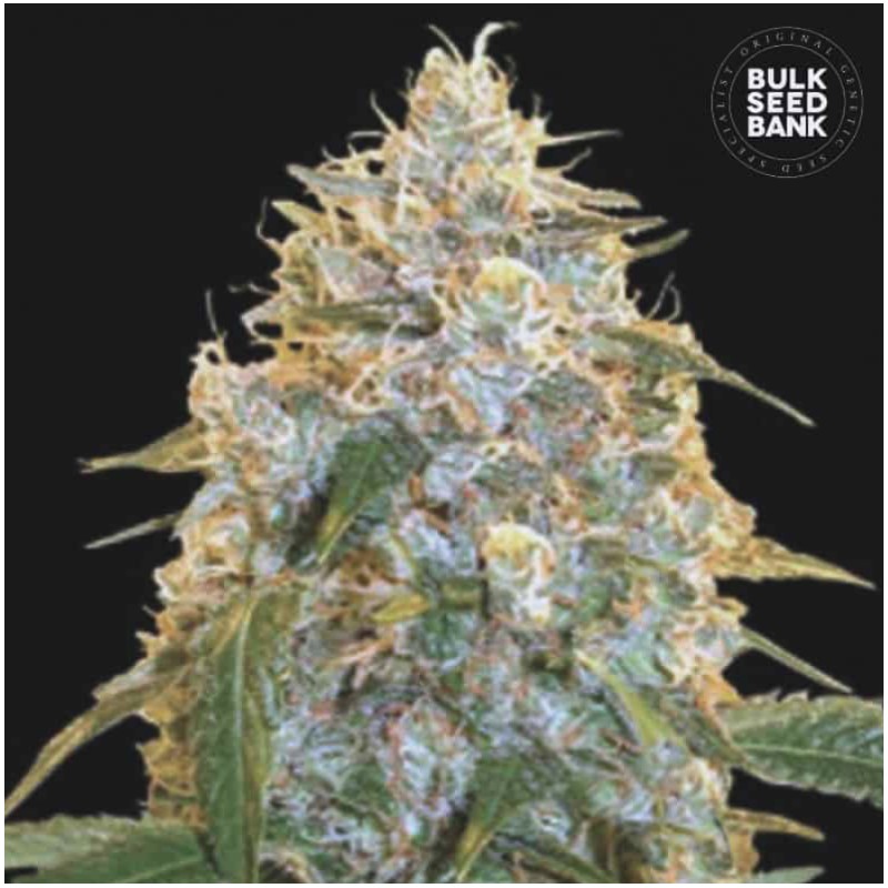 COCOPOPO · Bulk Seed Bank · graines de cannabis · Fem