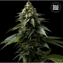 COFFE ROCKET · Bulk Seed Bank · graines de cannabis · Fem