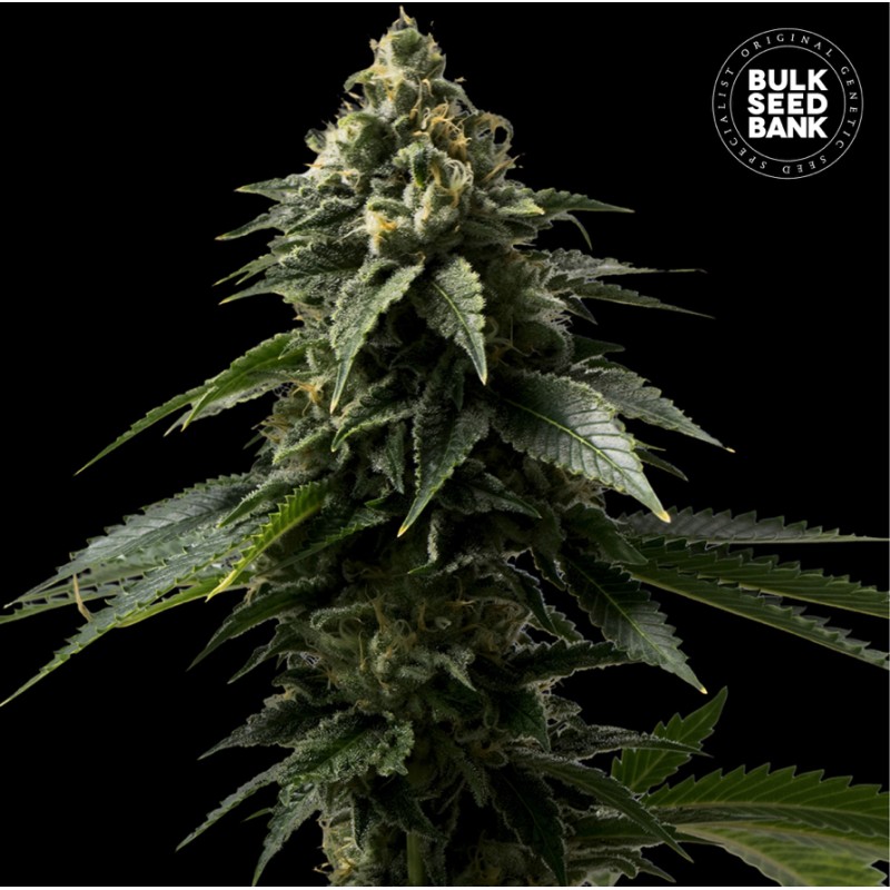 COFFE ROCKET · Bulk Seed Bank · cannabis samen · Fem