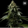 COFFE ROCKET · Bulk Seed Bank · graines de cannabis · Fem