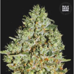 CRITICAL · Bulk Seed Bank · sementes de maconha · Fem