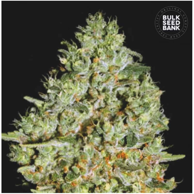 CRITICAL · Bulk Seed Bank · cannabis samen · Fem