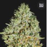 CRITICAL · Bulk Seed Bank · cannabis samen · Fem