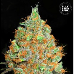 CRITICAL MASS · Bulk Seed Bank · graines de cannabis · Fem