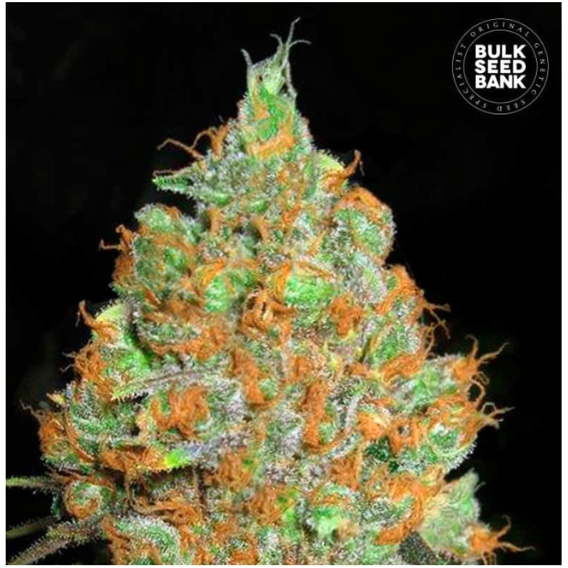 CRITICAL MASS · Bulk Seed Bank · cannabis seeds · Fem
