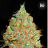 CRITICAL MASS · Bulk Seed Bank · graines de cannabis · Fem