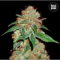 DARK DOMINA · Bulk Seed Bank · cannabis samen · Fem