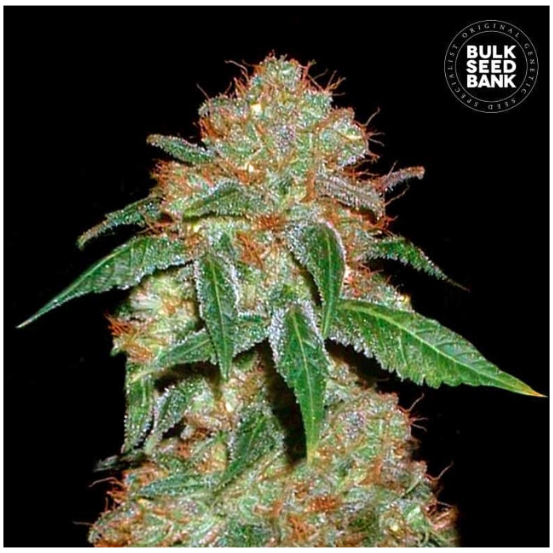 DARK DOMINA · Bulk Seed Bank · cannabis samen · Fem