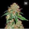 DARK DOMINA · Bulk Seed Bank · cannabis samen · Fem