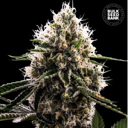 DOSIDOS ROCKETOS · Bulk Seed Bank · sementes de maconha · Fem