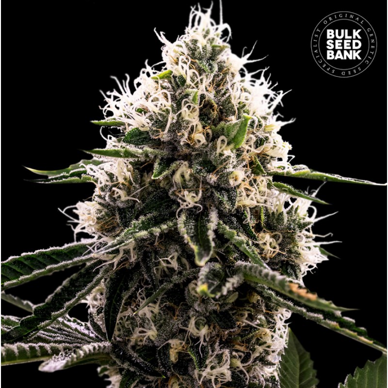 DOSIDOS ROCKETOS · Bulk Seed Bank · sementes de maconha · Fem