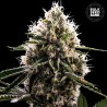 DOSIDOS ROCKETOS · Bulk Seed Bank · sementes de maconha · Fem