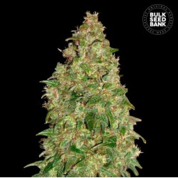 DUBAI POISON · Bulk Seed Bank · cannabis samen · Fem