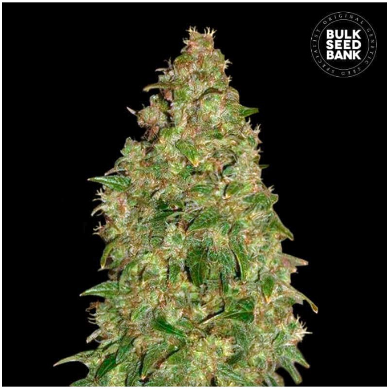 DUBAI POISON · Bulk Seed Bank · kenevir tohum · Fem
