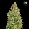 DUBAI POISON · Bulk Seed Bank · graines de cannabis · Fem