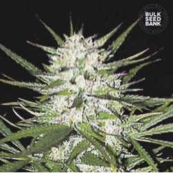EARLY TOP SKUNK · Bulk Seed Bank · cannabis samen · Fem