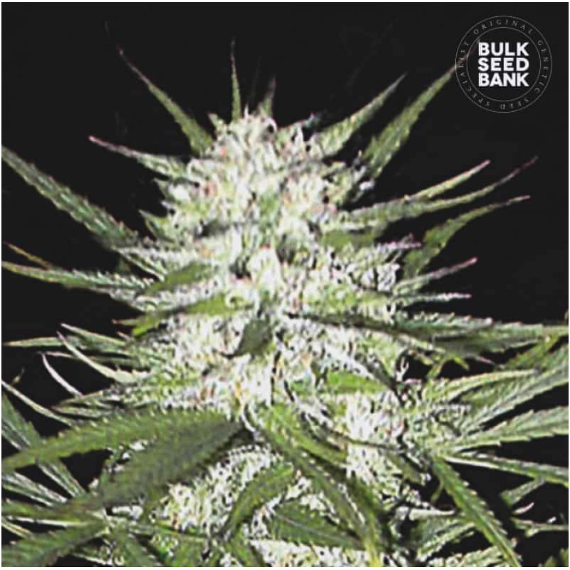 EARLY TOP SKUNK · Bulk Seed Bank · sementes de maconha · Fem