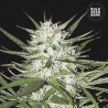 EARLY TOP SKUNK · Bulk Seed Bank · graines de cannabis · Fem