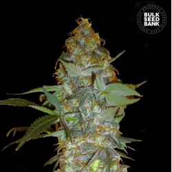 EUFORIA SPECIAL · Bulk Seed Bank · cannabis samen · Fem