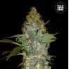 EUFORIA SPECIAL · Bulk Seed Bank · graines de cannabis · Fem