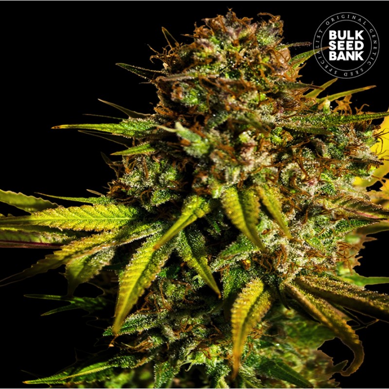 EXTRA MINTZ · Bulk Seed Bank · graines de cannabis · Fem