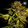 EXTRA MINTZ · Bulk Seed Bank · cannabis samen · Fem