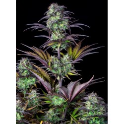 Original Auto Blueberry · FastBuds Seeds · sementes de maconha · AutoFem