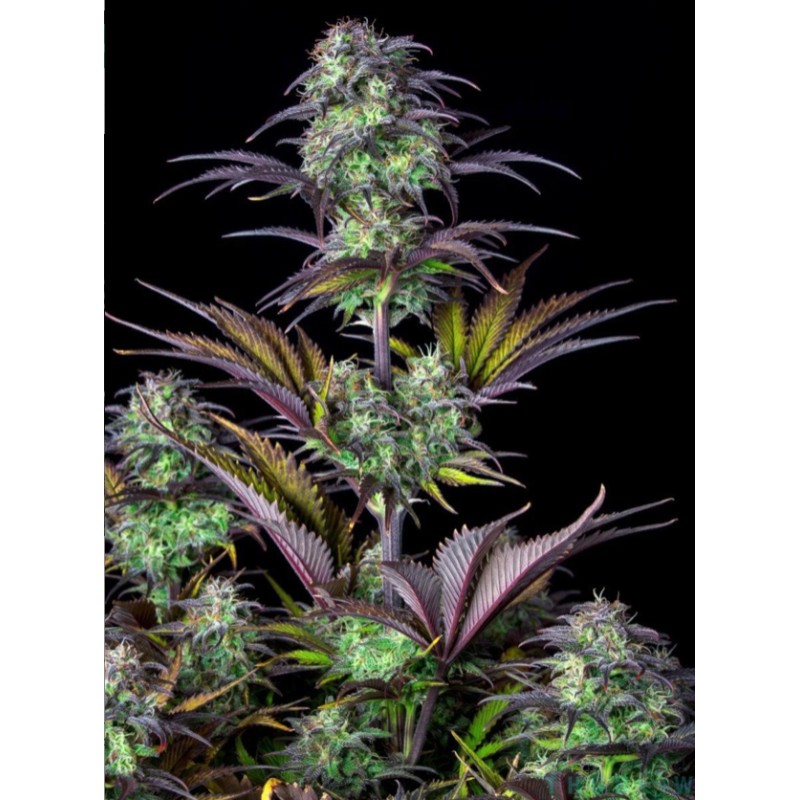 Original Auto Blueberry · FastBuds Seeds · graines de cannabis · AutoFem