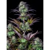 Original Auto Blueberry · FastBuds Seeds · cannabis samen · AutoFem