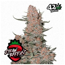 Ztrawberriez Auto · FastBuds Seeds · cannabis seeds · AutoFem