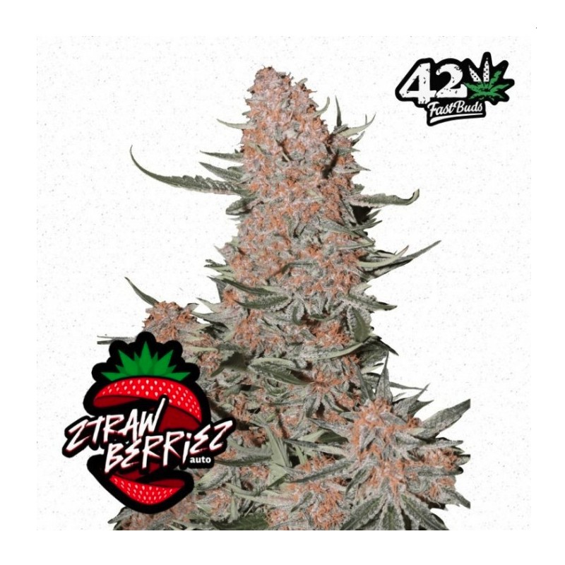 Ztrawberriez Auto · FastBuds Seeds ·kaufen cannabis samen · AutoFem
