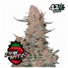 Ztrawberriez Auto · FastBuds Seeds ·kenevir tohum · Disi · AutoFem