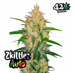 Zkittlez Auto – Fastbuds Autoflowering Samen