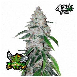 West Coast O.G. Auto · FastBuds Seeds · kenevir tohum · Disi · AutoFem