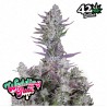 Wedding Glue Auto · FastBuds Seeds · kaufen cannabis samen · AutoFem