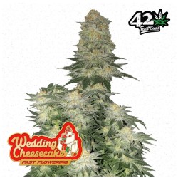 Wedding Cheesecake FF · FastBuds Seeds · graines de cannabis · Fem