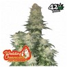Wedding Cheesecake FF · FastBuds Seeds · kaufen cannabis samen · Fem