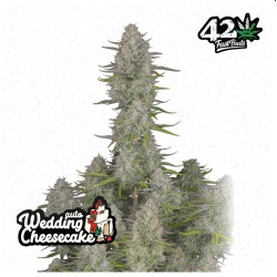 Wedding Cheesecake Auto – Graines Autofloraison Fastbuds