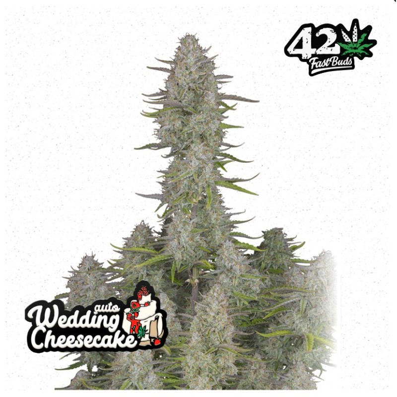 Wedding Cheesecake Auto – Fastbuds Autoflower Samen