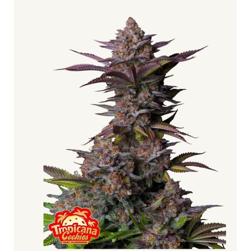 Tropicana Cookies FF · FastBuds Seeds · sementes de maconha · Fem