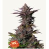 Tropicana Cookies FF · FastBuds Seeds · sementes de maconha · Fem