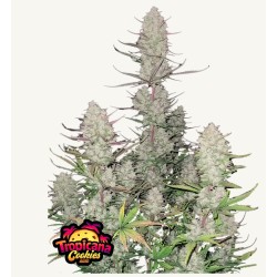 Tropicana Cookies Auto · FastBuds Seeds · cannabis seeds · AutoFem