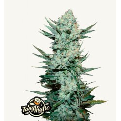 Tangie Matic: Explosão de Citrinos em Autoflorescente | Fast Buds