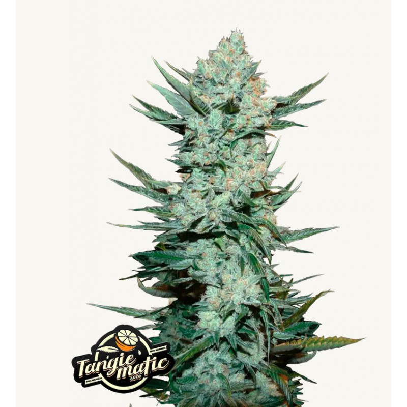 Tangie Matic: Explosão de Citrinos em Autoflorescente | Fast Buds