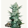 Tangie Matic : Explosion d'Agrumes en Autofloraison | Fast Buds