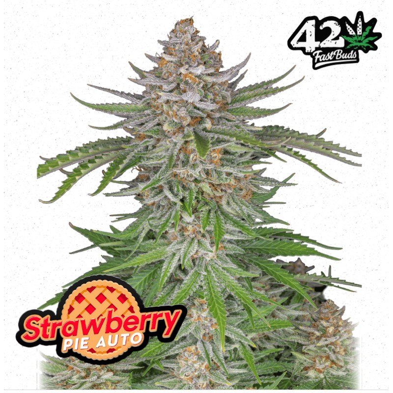 Strawberry Pie Auto · FastBuds Seeds · kenevir tohum · Disi · AutoFem